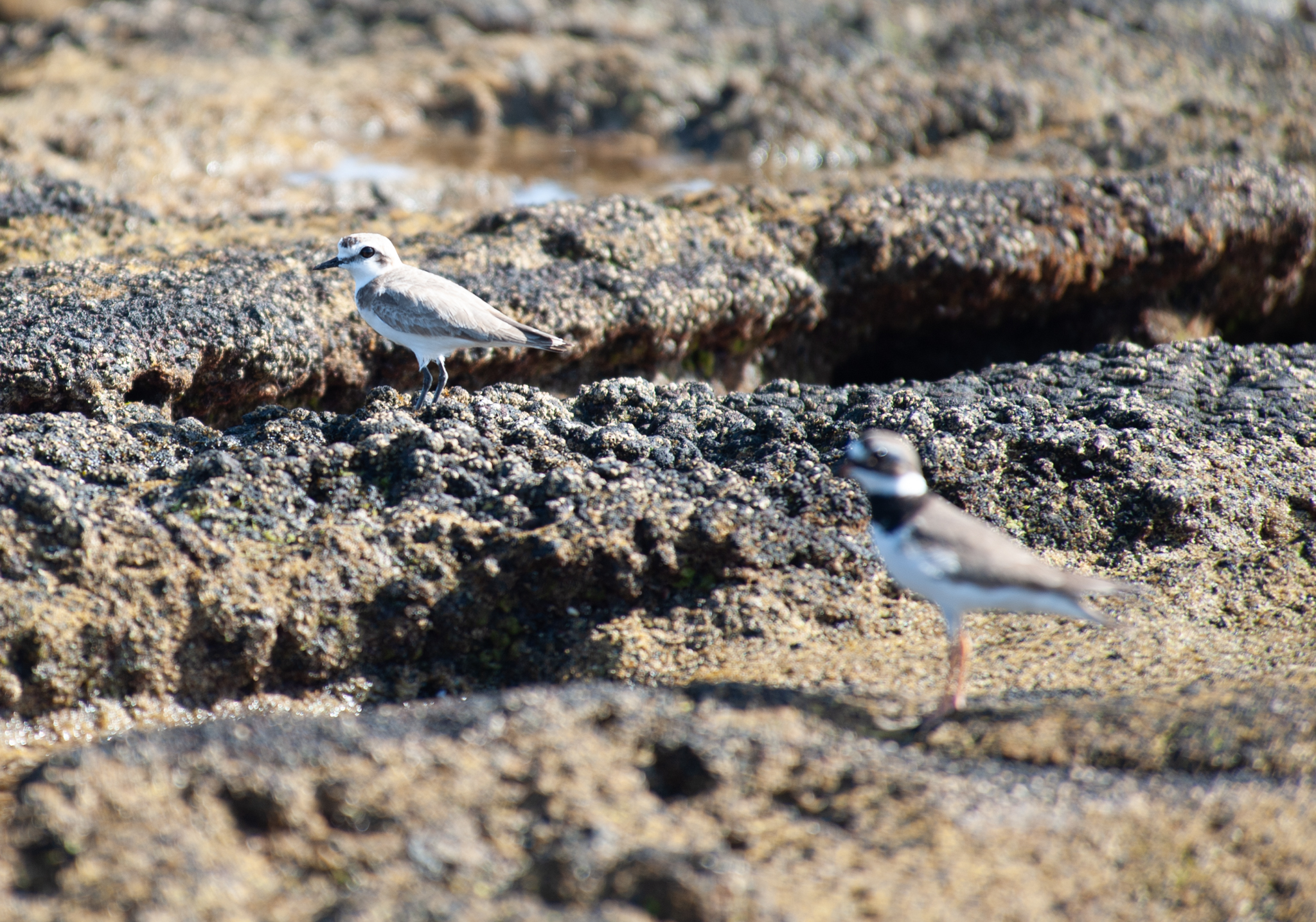 Fauna en Isla de Lobos