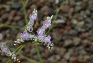 flora y fauna de isla de lobos