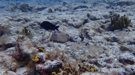 Fauna en Isla de Lobos