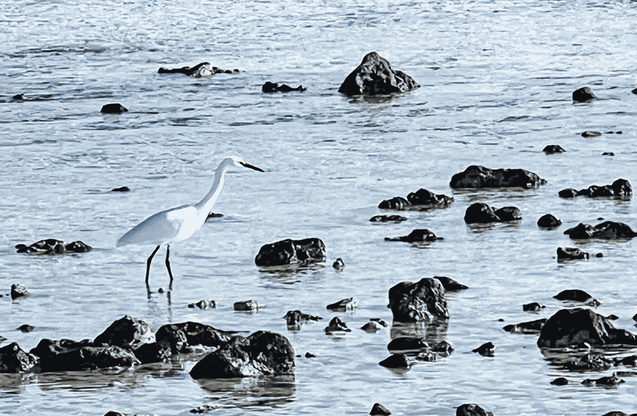 Imagen fauna de la Isla de Lobos