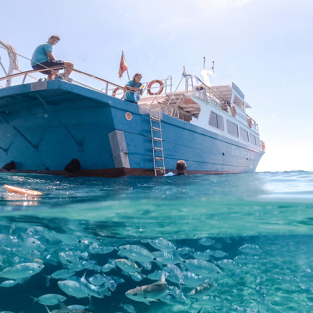 Peces haciendo snorkel en Isla de Lobos
