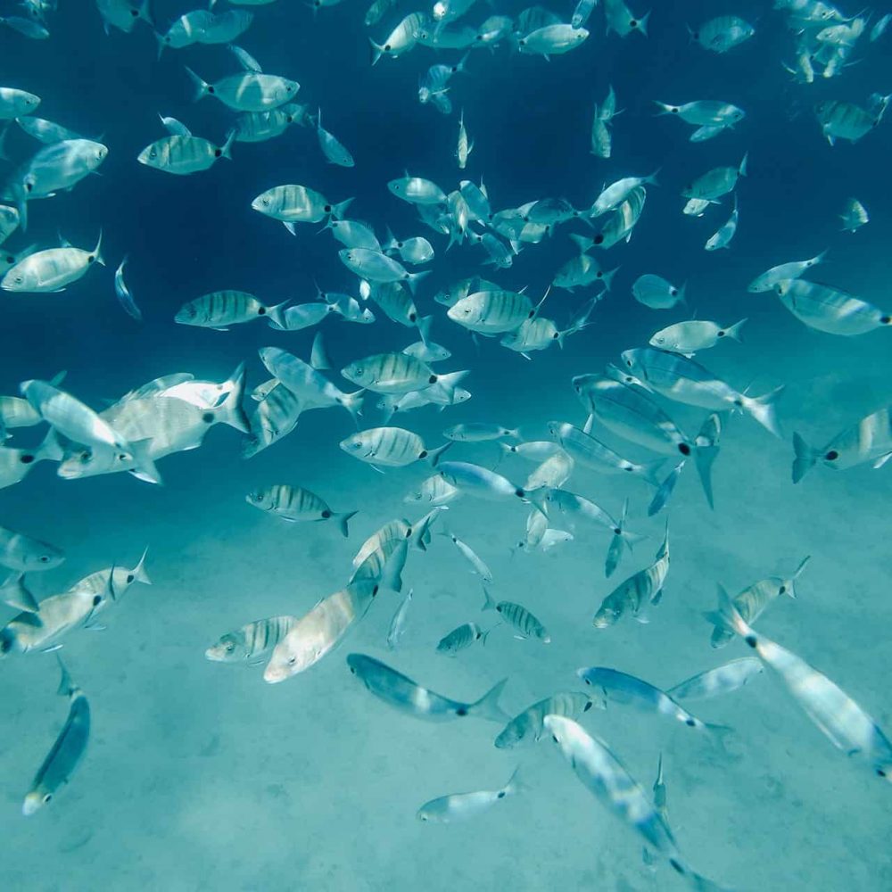 Peces de Isla de Lobos