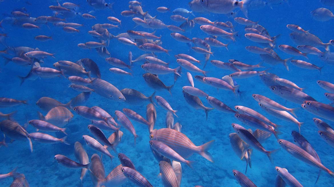 pesci nelle isole canarie, fuerteventura